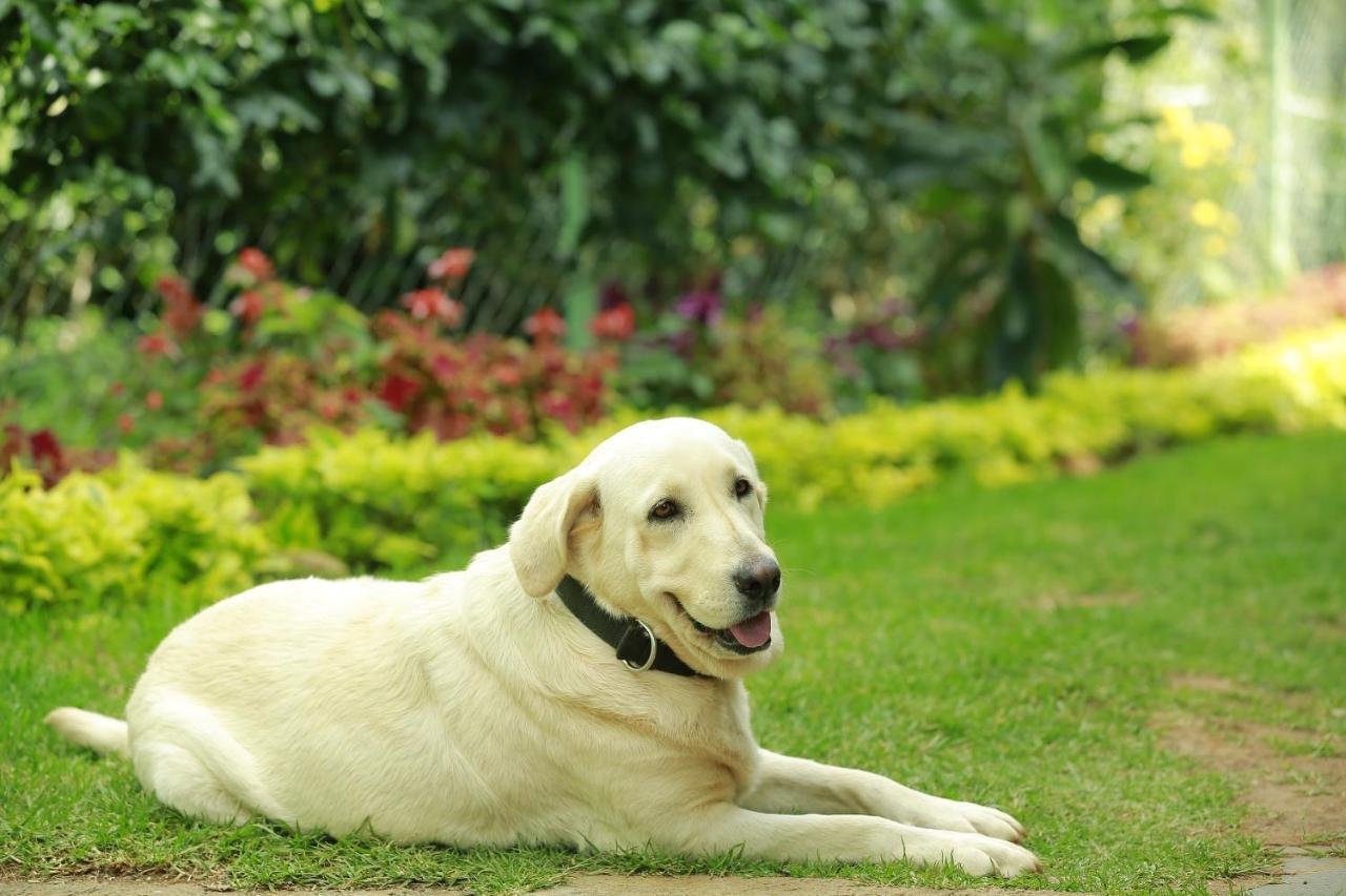 Sunvalley Homestay Coonoor Exteriér fotografie